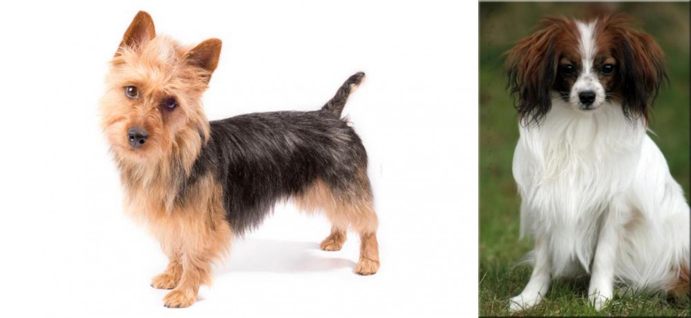 Phalene vs Australian Terrier - Breed Comparison