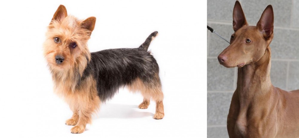 Pharaoh Hound vs Australian Terrier - Breed Comparison