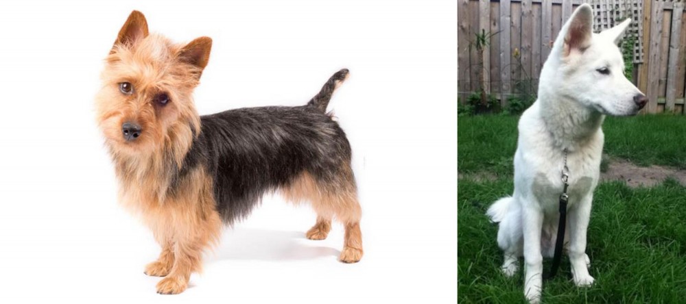 Phung San vs Australian Terrier - Breed Comparison