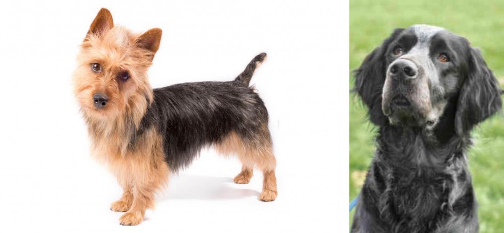 Picardy Spaniel vs Australian Terrier - Breed Comparison