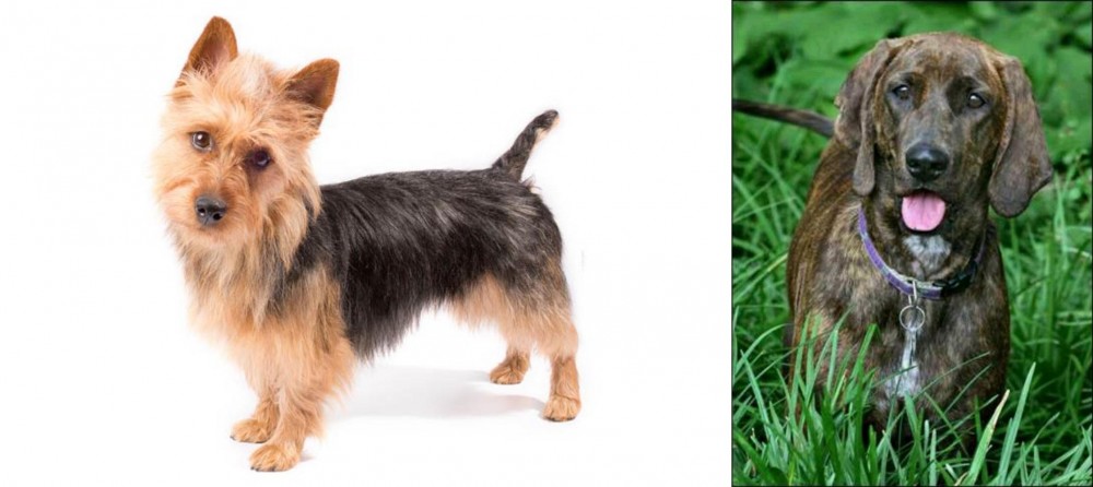 Plott Hound vs Australian Terrier - Breed Comparison