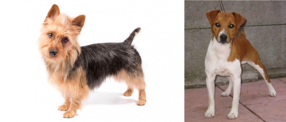 Plummer Terrier vs Australian Terrier - Breed Comparison