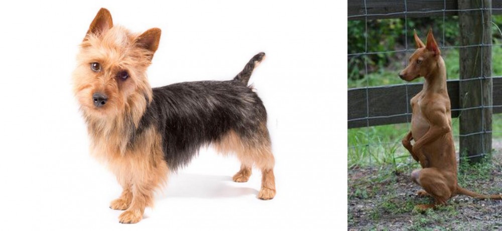 Podenco Andaluz vs Australian Terrier - Breed Comparison