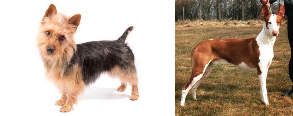 Podenco Canario vs Australian Terrier - Breed Comparison