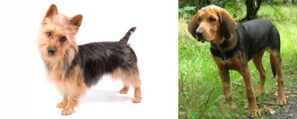 Polish Hound vs Australian Terrier - Breed Comparison