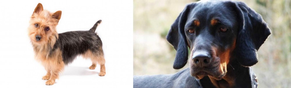 Polish Hunting Dog vs Australian Terrier - Breed Comparison