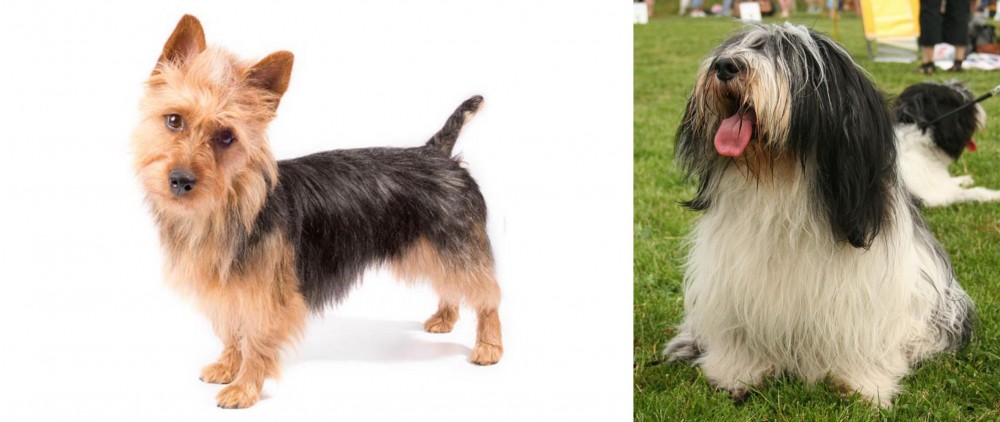 Polish Lowland Sheepdog vs Australian Terrier - Breed Comparison