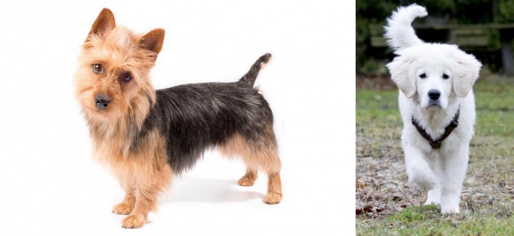 Polish Tatra Sheepdog vs Australian Terrier - Breed Comparison