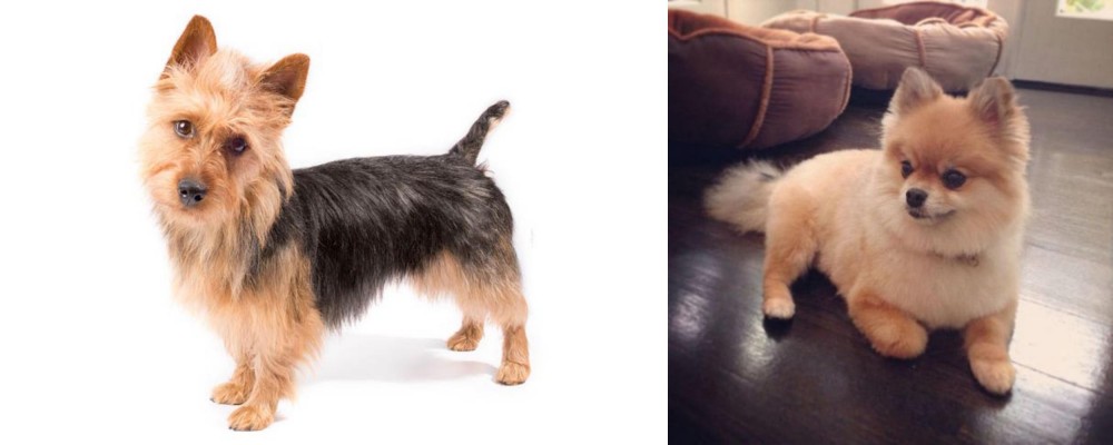 Pomeranian vs Australian Terrier - Breed Comparison