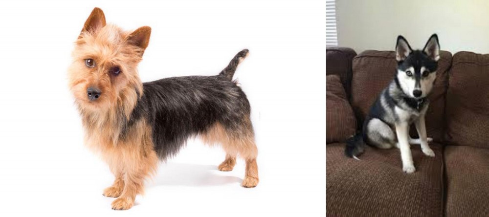 Pomsky vs Australian Terrier - Breed Comparison