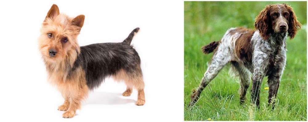 Pont-Audemer Spaniel vs Australian Terrier - Breed Comparison