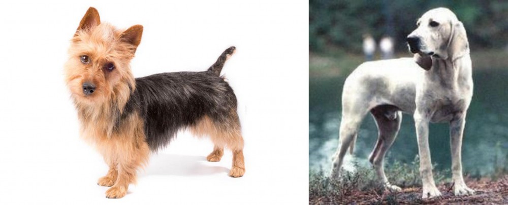Porcelaine vs Australian Terrier - Breed Comparison