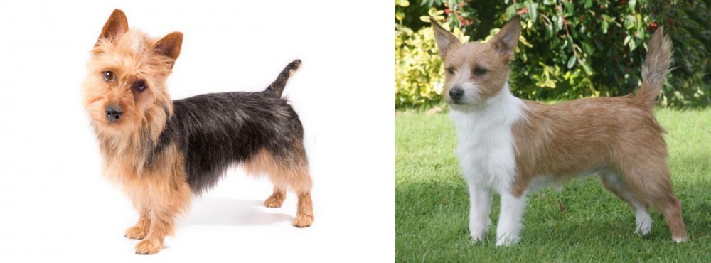 Portuguese Podengo vs Australian Terrier - Breed Comparison
