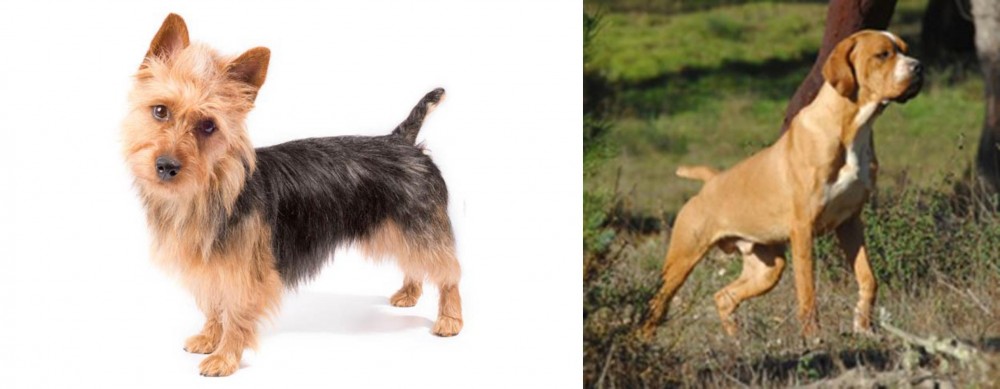 Portuguese Pointer vs Australian Terrier - Breed Comparison