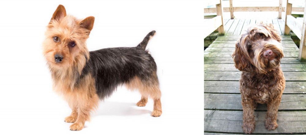 Portuguese Water Dog vs Australian Terrier - Breed Comparison