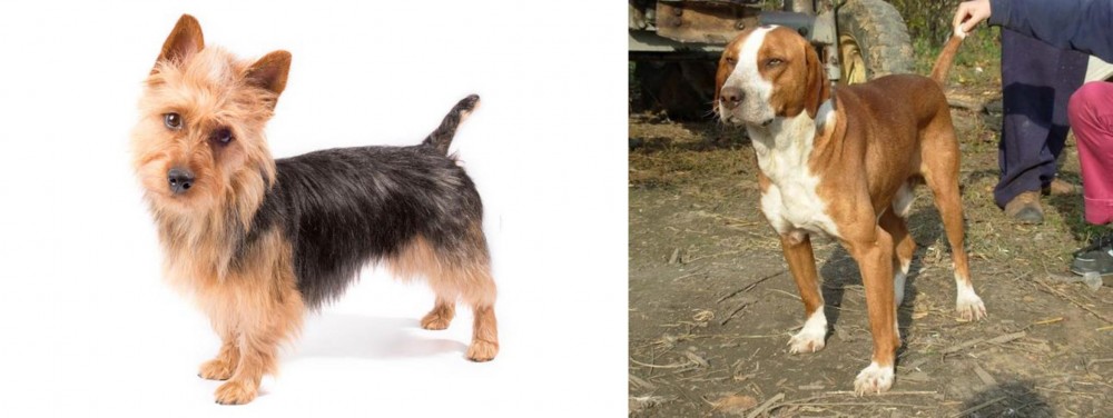 Posavac Hound vs Australian Terrier - Breed Comparison