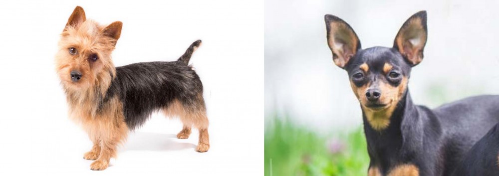 Prazsky Krysarik vs Australian Terrier - Breed Comparison