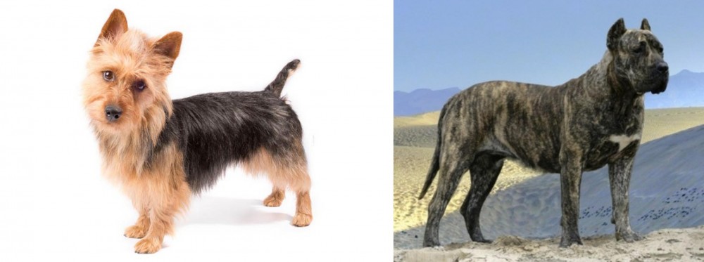 Presa Canario vs Australian Terrier - Breed Comparison