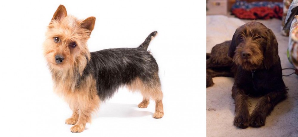 Pudelpointer vs Australian Terrier - Breed Comparison
