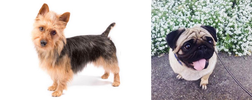Pug vs Australian Terrier - Breed Comparison