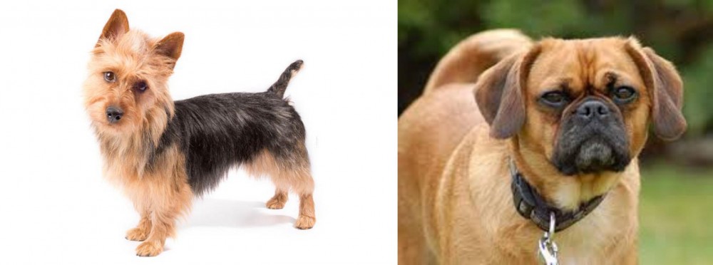 Pugalier vs Australian Terrier - Breed Comparison