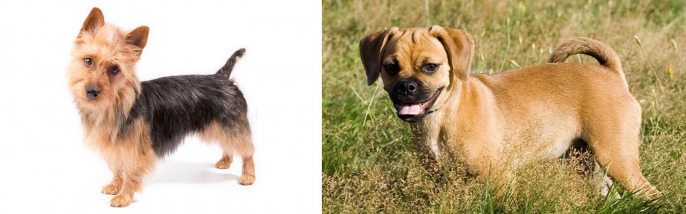Puggle vs Australian Terrier - Breed Comparison