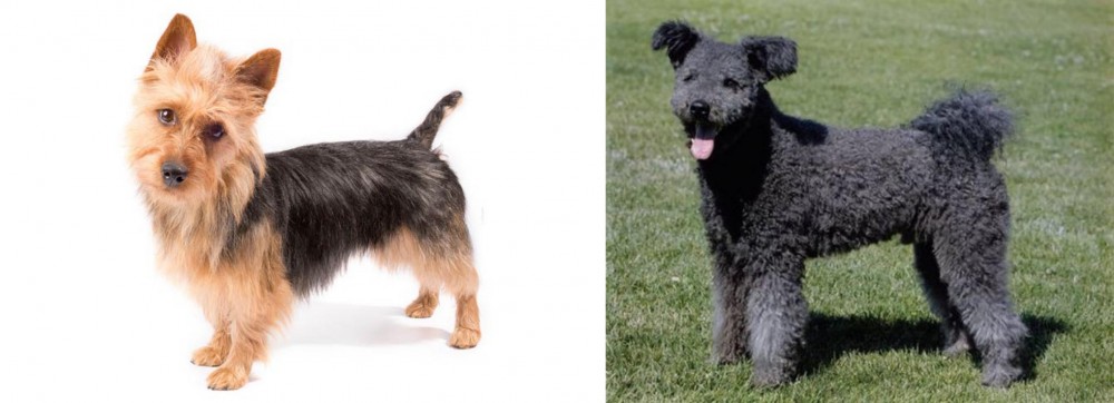 Pumi vs Australian Terrier - Breed Comparison