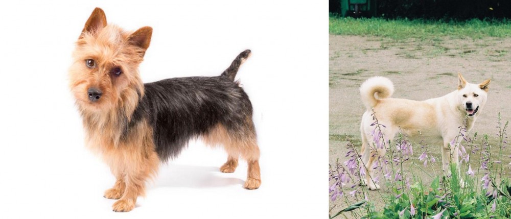 Pungsan Dog vs Australian Terrier - Breed Comparison