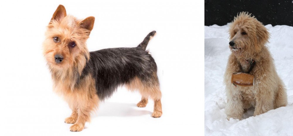Pyredoodle vs Australian Terrier - Breed Comparison