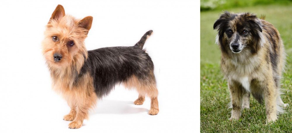 Pyrenean Shepherd vs Australian Terrier - Breed Comparison