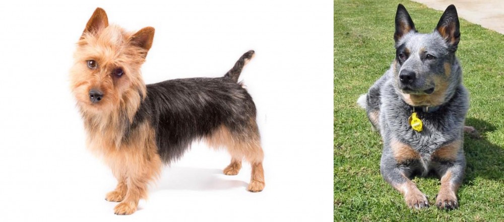 Queensland Heeler vs Australian Terrier - Breed Comparison