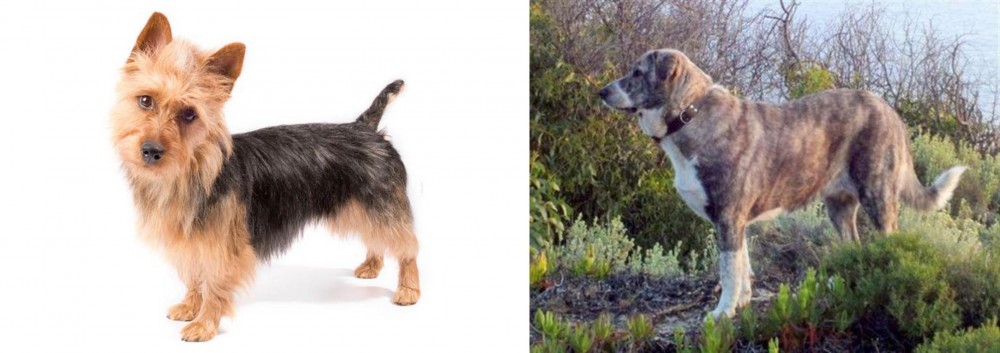 Rafeiro do Alentejo vs Australian Terrier - Breed Comparison