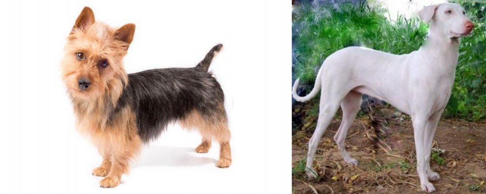 Rajapalayam vs Australian Terrier - Breed Comparison