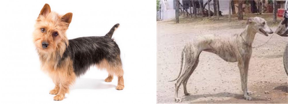 Rampur Greyhound vs Australian Terrier - Breed Comparison