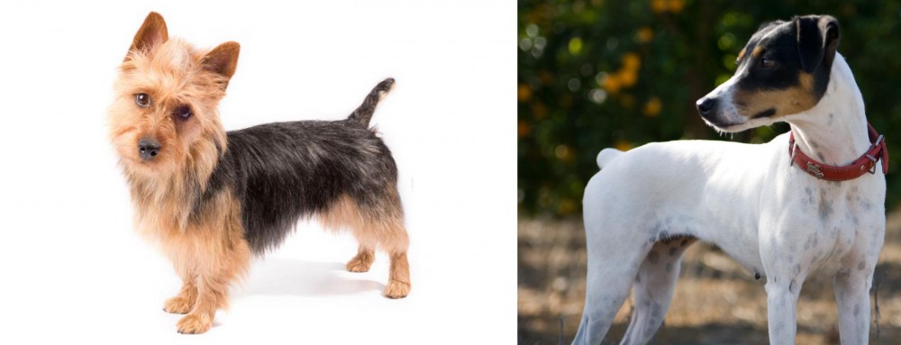 Ratonero Bodeguero Andaluz vs Australian Terrier - Breed Comparison