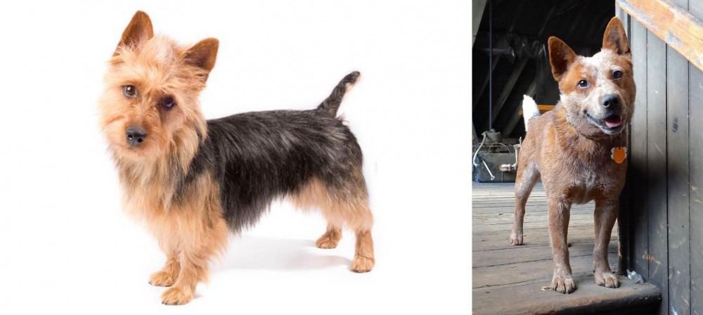 Red Heeler vs Australian Terrier - Breed Comparison