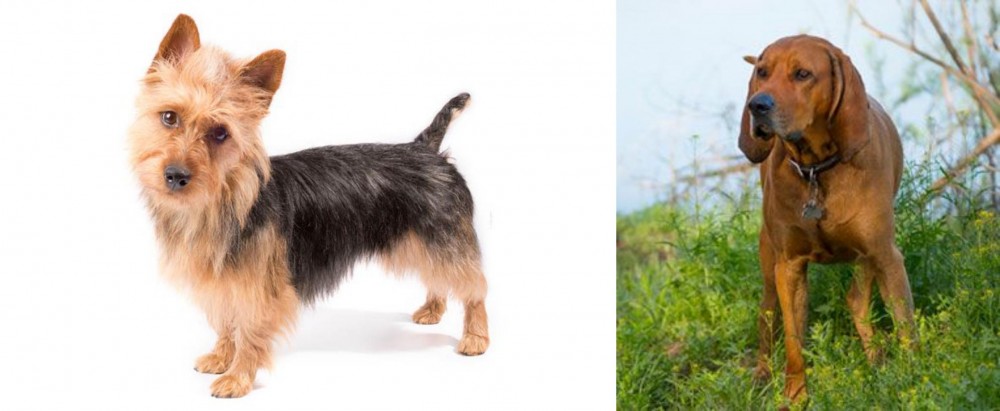 Redbone Coonhound vs Australian Terrier - Breed Comparison