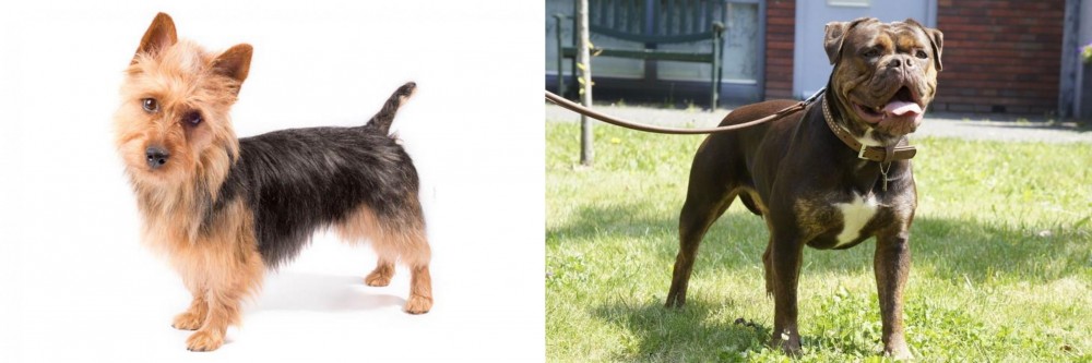 Renascence Bulldogge vs Australian Terrier - Breed Comparison
