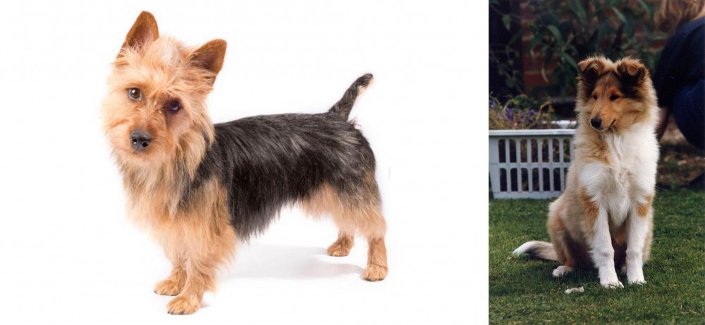 Rough Collie vs Australian Terrier - Breed Comparison