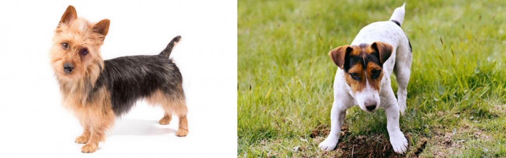 Russell Terrier vs Australian Terrier - Breed Comparison