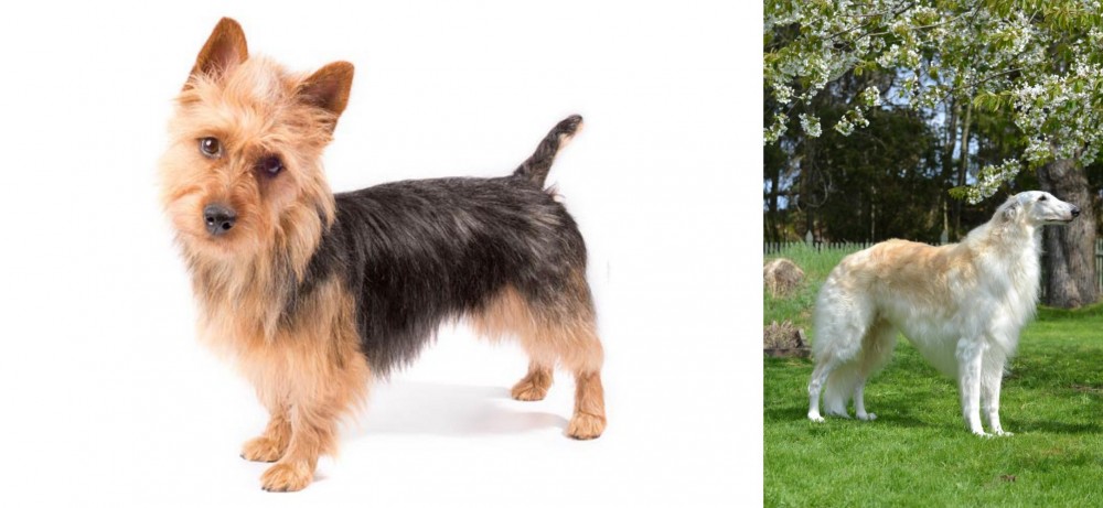Russian Hound vs Australian Terrier - Breed Comparison
