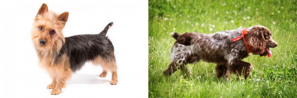 Russian Spaniel vs Australian Terrier - Breed Comparison