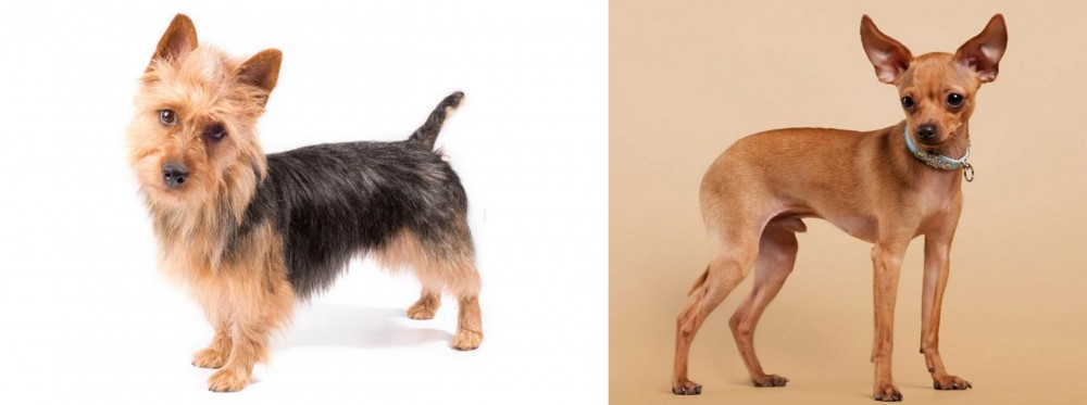 Russian Toy Terrier vs Australian Terrier - Breed Comparison