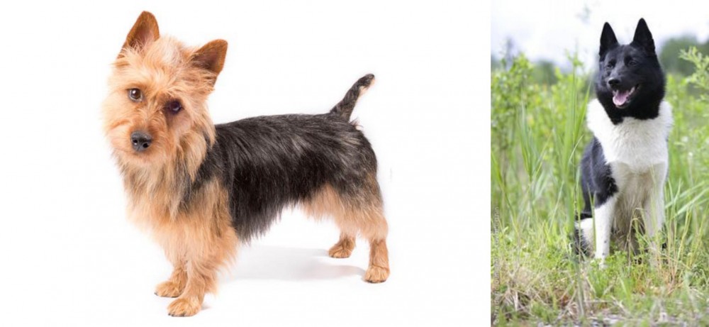Russo-European Laika vs Australian Terrier - Breed Comparison