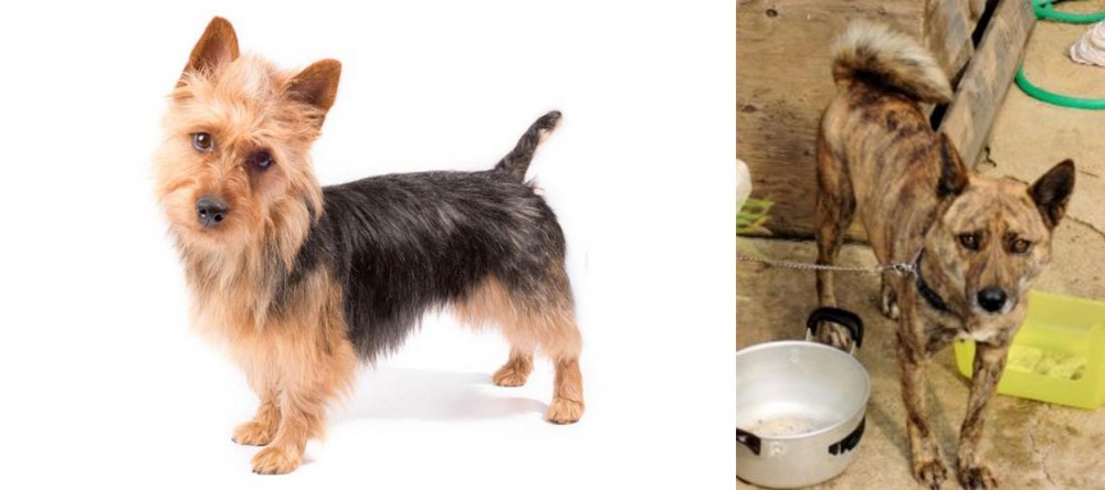 Ryukyu Inu vs Australian Terrier - Breed Comparison