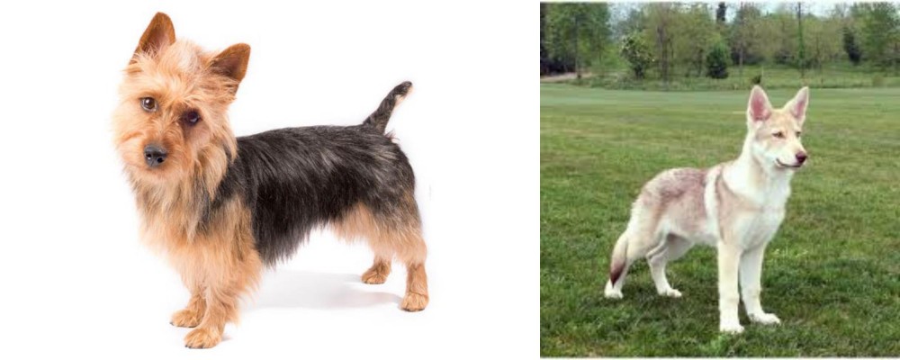 Saarlooswolfhond vs Australian Terrier - Breed Comparison