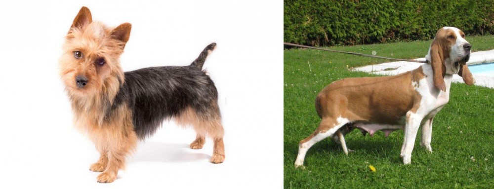 Sabueso Espanol vs Australian Terrier - Breed Comparison