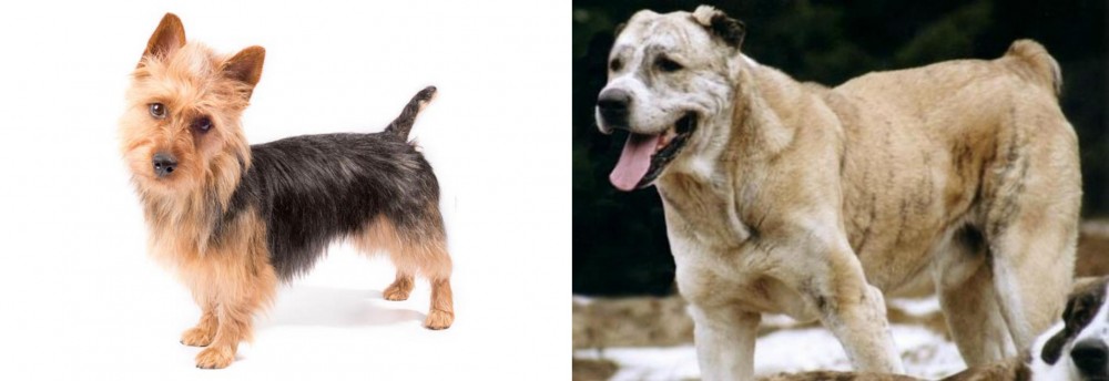 Sage Koochee vs Australian Terrier - Breed Comparison