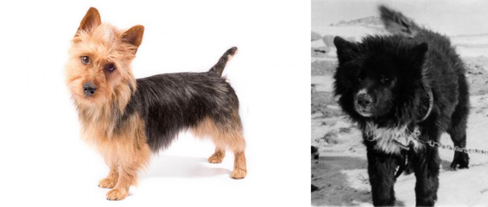 Sakhalin Husky vs Australian Terrier - Breed Comparison
