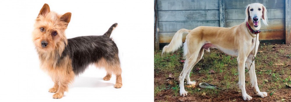 Saluki vs Australian Terrier - Breed Comparison